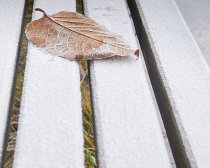 &quot;Šalnos pakąstas, ateitį praradęs&quot; Vida Jankaitienė